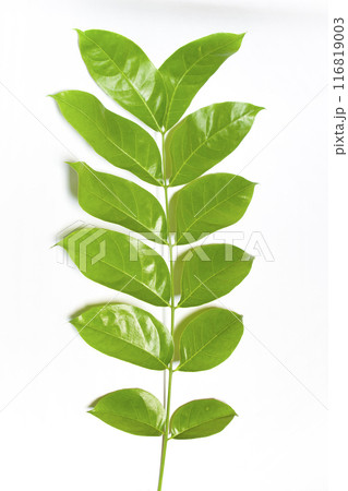 Green leaves in white background. 116819003