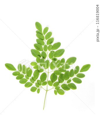 Drumstick Leaves, Moringa Olefera, Moringa Leaves in a white background Drumstick Leaves, Moringa Olefera, Moringa Leaves in a white background 116819004