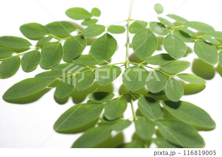 Drumstick Leaves, Moringa Olefera, Moringa Leaves in a white background 116819005