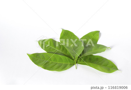 Green leaves looks like flower in white background. Green leaves looks like flower in white background. 116819006