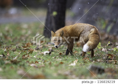 森でたたずむキタキツネ 116819219