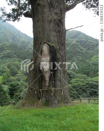 中川の箒杉(ほうき杉) 中川の箒杉(ほうき杉) 116819322