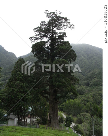 中川の箒杉（ほうき杉） 116819325