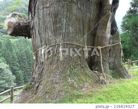 中川の箒杉（ほうき杉） 116819327