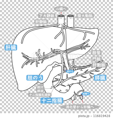 簡單的插圖和文字解釋了消化過程中十二指腸、肝臟、膽囊和胰臟之間的關聯。 簡單的插圖和文字解釋了消化過程中十二指腸、肝臟、膽囊和胰臟之間的關聯。 116819428