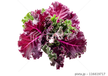 Fresh Red Russian kale salad leaf isolated on a white background. 116819717