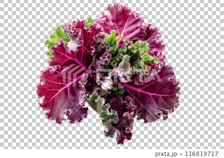 Fresh Red Russian kale salad leaf isolated on a white background. 116819717