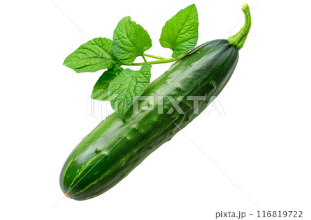 Fresh green cucumber isolated against a white background. Fresh green cucumber isolated against a white background. 116819722