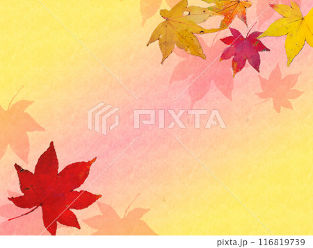 紅葉と黄色とピンクのグラデーション背景 116819739