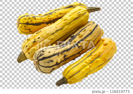 Delicata squash isolated on a white background, great for autumn themes and decorations. 116819773