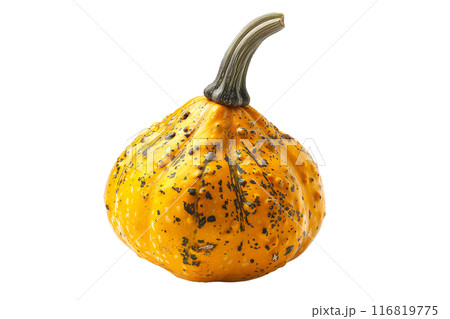 Amber cup squash isolated on a white background, great for autumn themes and decorations. 116819775