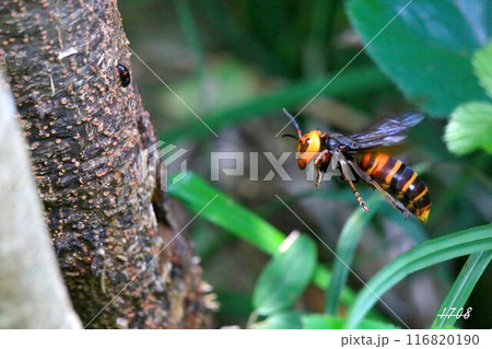 オオスズメバチ 116820190