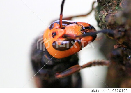 オオスズメバチ 116820192