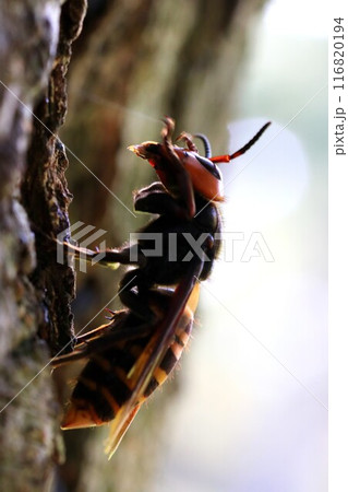 オオスズメバチは綺麗好き 116820194