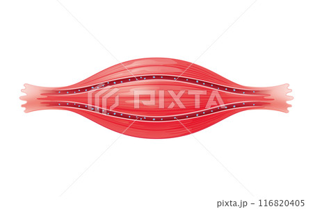 血流の良い筋肉 116820405