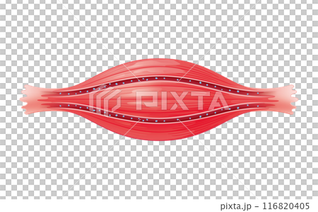 Muscles with good blood flow 116820405