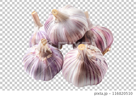Ripe hardneck garlic bulb isolated on a white background. 116820510