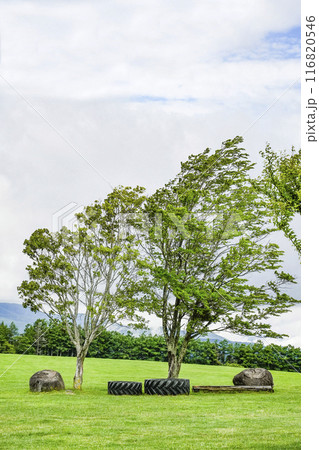 夏の長門牧場(信州白樺高原) 夏の長門牧場(信州白樺高原) 116820546