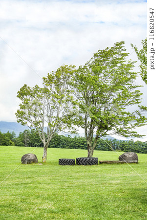 夏の長門牧場(信州白樺高原) 夏の長門牧場(信州白樺高原) 116820547