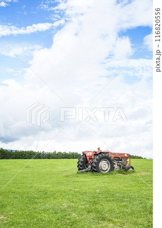 夏の長門牧場(信州白樺高原) 夏の長門牧場(信州白樺高原) 116820556