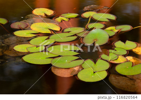 睡蓮の葉 116820564
