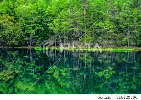 初夏の御射鹿池【茅野市】 116820590