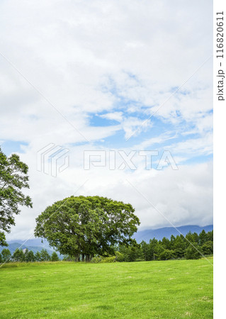 夏の長門牧場（信州白樺高原） 116820611