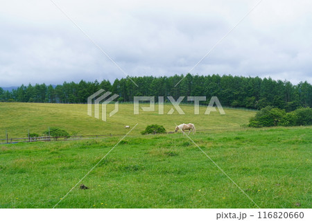 夏の長門牧場(信州白樺高原) 夏の長門牧場(信州白樺高原) 116820660