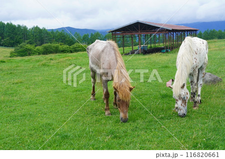 夏の長門牧場（信州白樺高原） 116820661