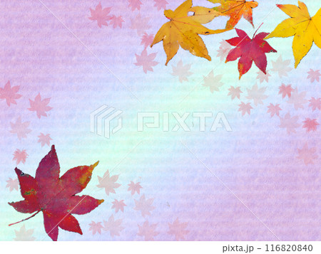 紫色と水色のグラデーション背景と紅葉 紫色と水色のグラデーション背景と紅葉 116820840