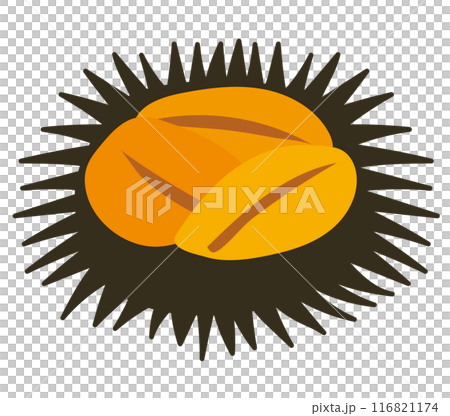 Sea urchin icon 116821174