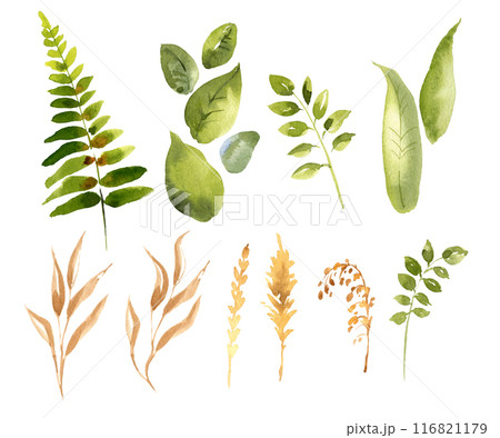 forest plants and herbs, watercolor green, brown and beige leaves of grass, fern, hand drawn illustration of meadow herbs on white background, for card and wedding decoration 116821179