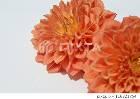 白バックにオレンジ色のダリアの花 白バックにオレンジ色のダリアの花 116821754