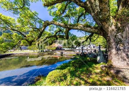 新緑の縫ノ池　【佐賀県杵島郡白石町】 116821785