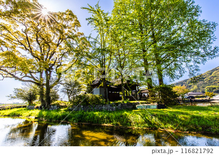 新緑の縫ノ池　【佐賀県杵島郡白石町】 116821792