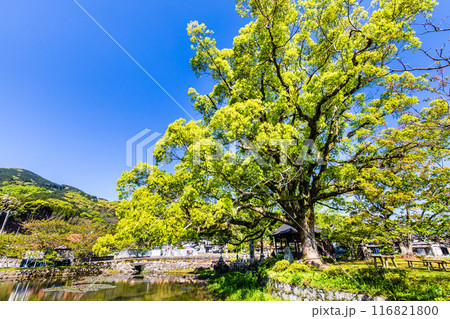 新緑の縫ノ池 【佐賀県杵島郡白石町】 新緑の縫ノ池 【佐賀県杵島郡白石町】 116821800