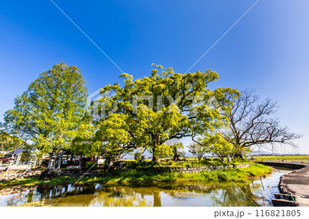 新緑の縫ノ池　【佐賀県杵島郡白石町】 116821805