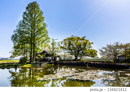 新緑の縫ノ池　【佐賀県杵島郡白石町】 116821812