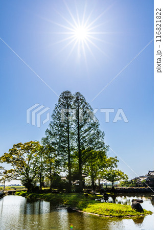 新緑の縫ノ池　【佐賀県杵島郡白石町】 116821822