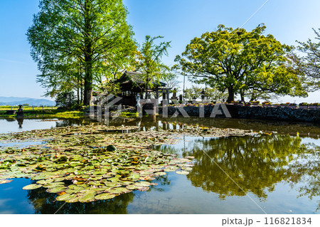 新緑の縫ノ池　【佐賀県杵島郡白石町】 116821834