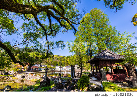 新緑の縫ノ池 【佐賀県杵島郡白石町】 新緑の縫ノ池 【佐賀県杵島郡白石町】 116821836