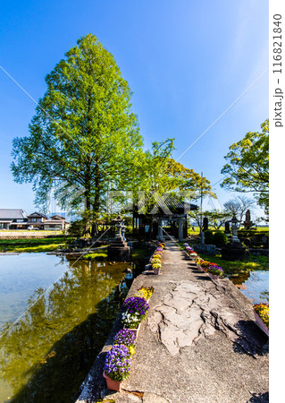 新緑の縫ノ池　【佐賀県杵島郡白石町】 116821840