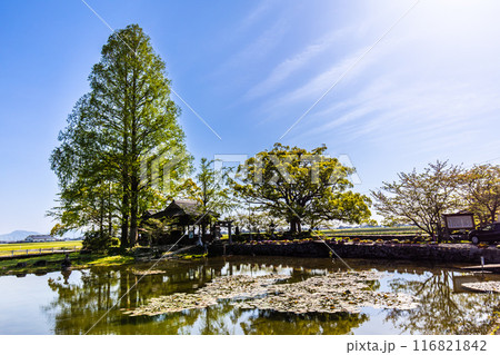 新緑の縫ノ池　【佐賀県杵島郡白石町】 116821842