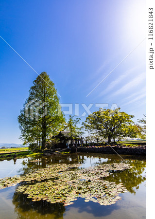 新緑の縫ノ池　【佐賀県杵島郡白石町】 116821843