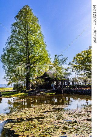 新緑の縫ノ池　【佐賀県杵島郡白石町】 116821844