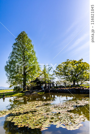 新緑の縫ノ池　【佐賀県杵島郡白石町】 116821845