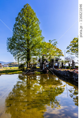新緑の縫ノ池　【佐賀県杵島郡白石町】 116821846