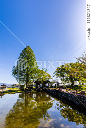 新緑の縫ノ池　【佐賀県杵島郡白石町】 116821847