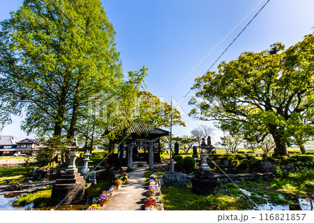 新緑の縫ノ池　【佐賀県杵島郡白石町】 116821857