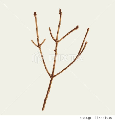 Spruce dry thin twig on a white, dark background. Spruce sprig without needles. Image tracing, cleaned and simplified illustration. Realistic style. Not AI. 116821930